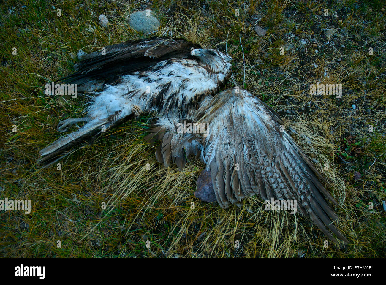 Red hawk adossés empoisonné Banque D'Images