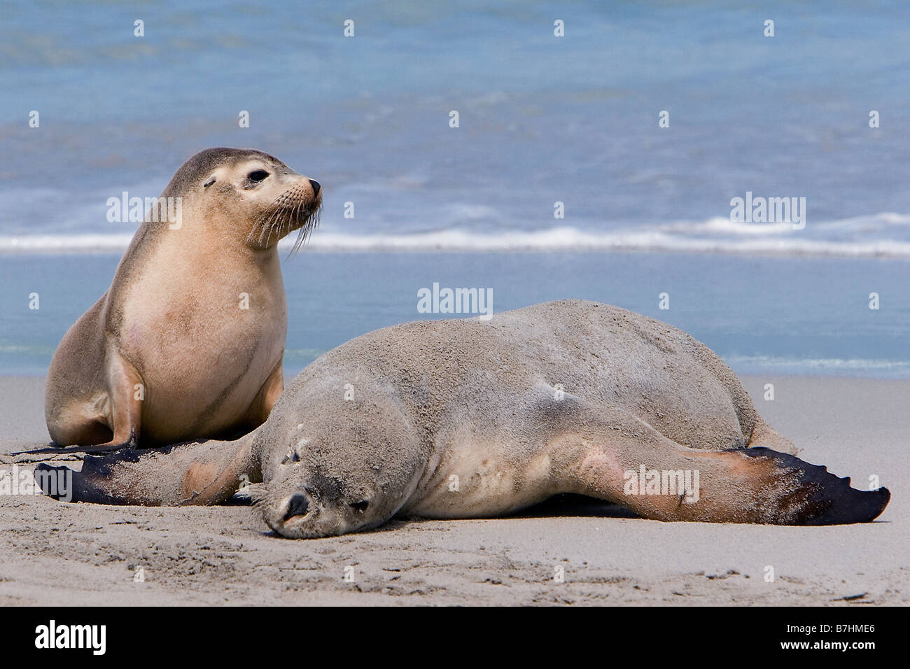 Deux lions de mer se prélassent au bord de l'eau, Seal Bay Conservation Park, Kangaroo Island, Australie du Sud Banque D'Images
