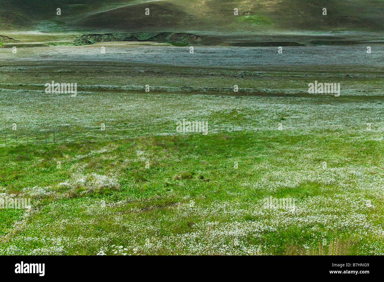 Paysage de prairie avec des fleurs colorées Lago Argentino El Calafate Patagonie Argentine Banque D'Images