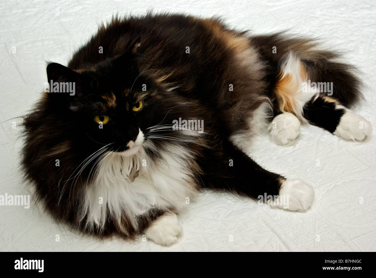 Couleur Ecaille A Poils Longs Chat Norvegien Gisant Au Repos On Bed Photo Stock Alamy