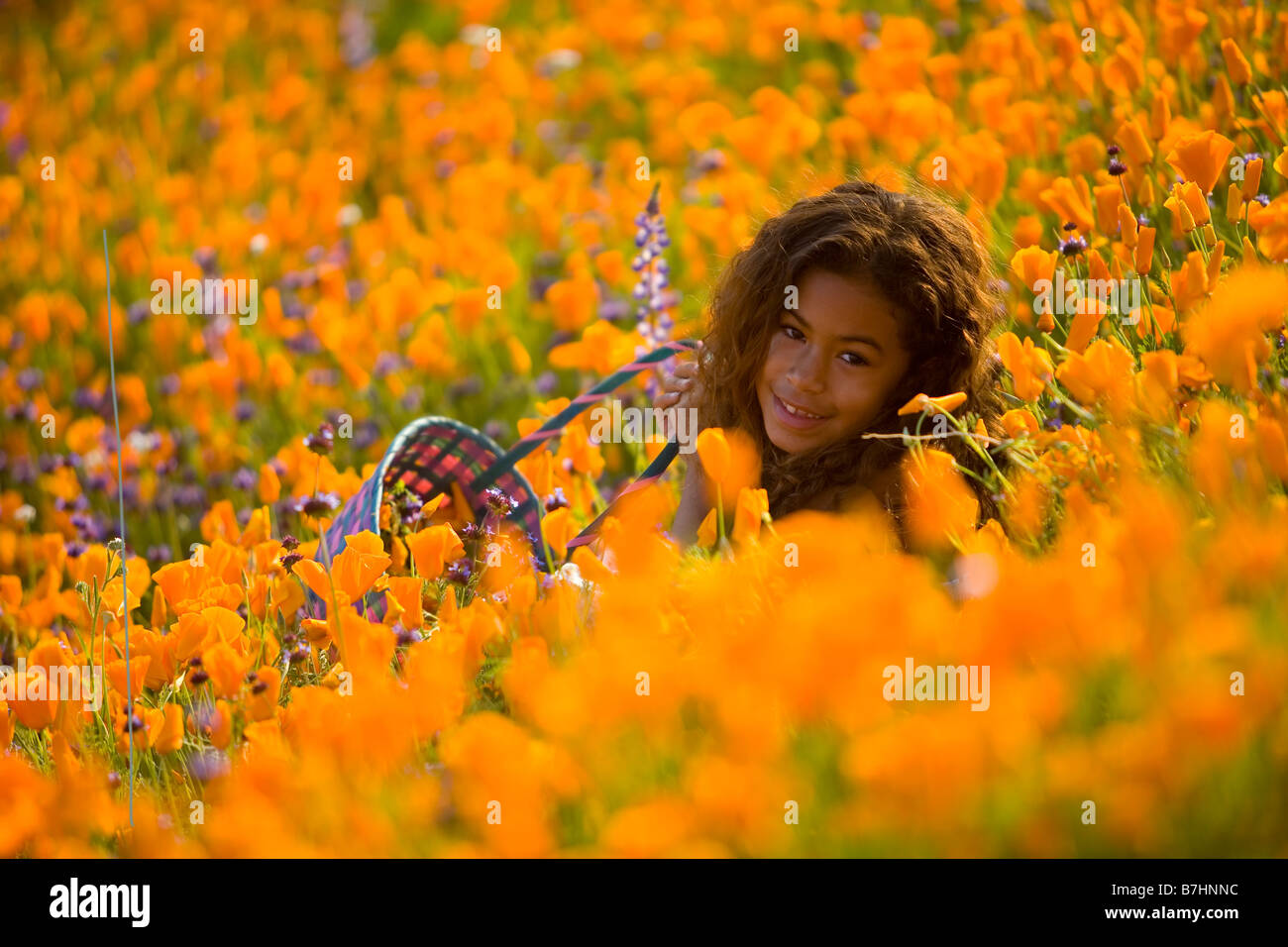 Petite fille 7 ans picking coquelicots de Californie à partir d'une colline à lake elsinore dans le comté de Riverside en Californie usa MR Banque D'Images