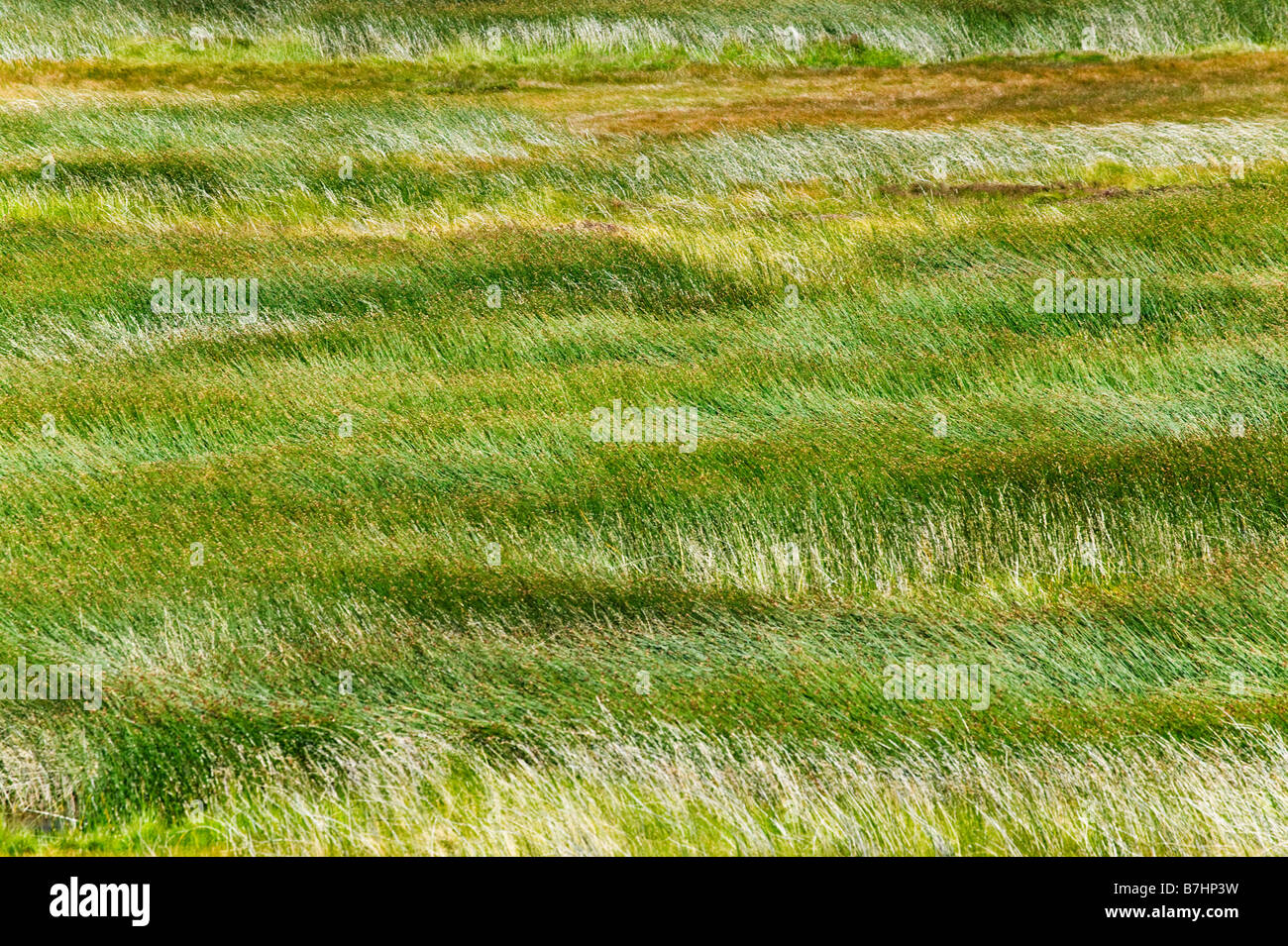 Vent qui souffle sur l'herbe Meadow Parc National Torres del Paine Patagonie Chili Banque D'Images