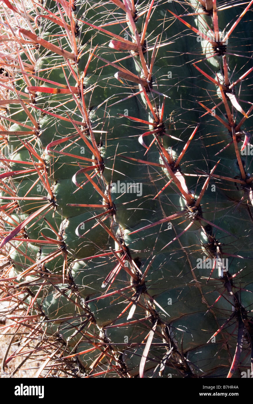 USA Arizona Cactus crochet Bouton Picacho Picacho Peak State Park Banque D'Images