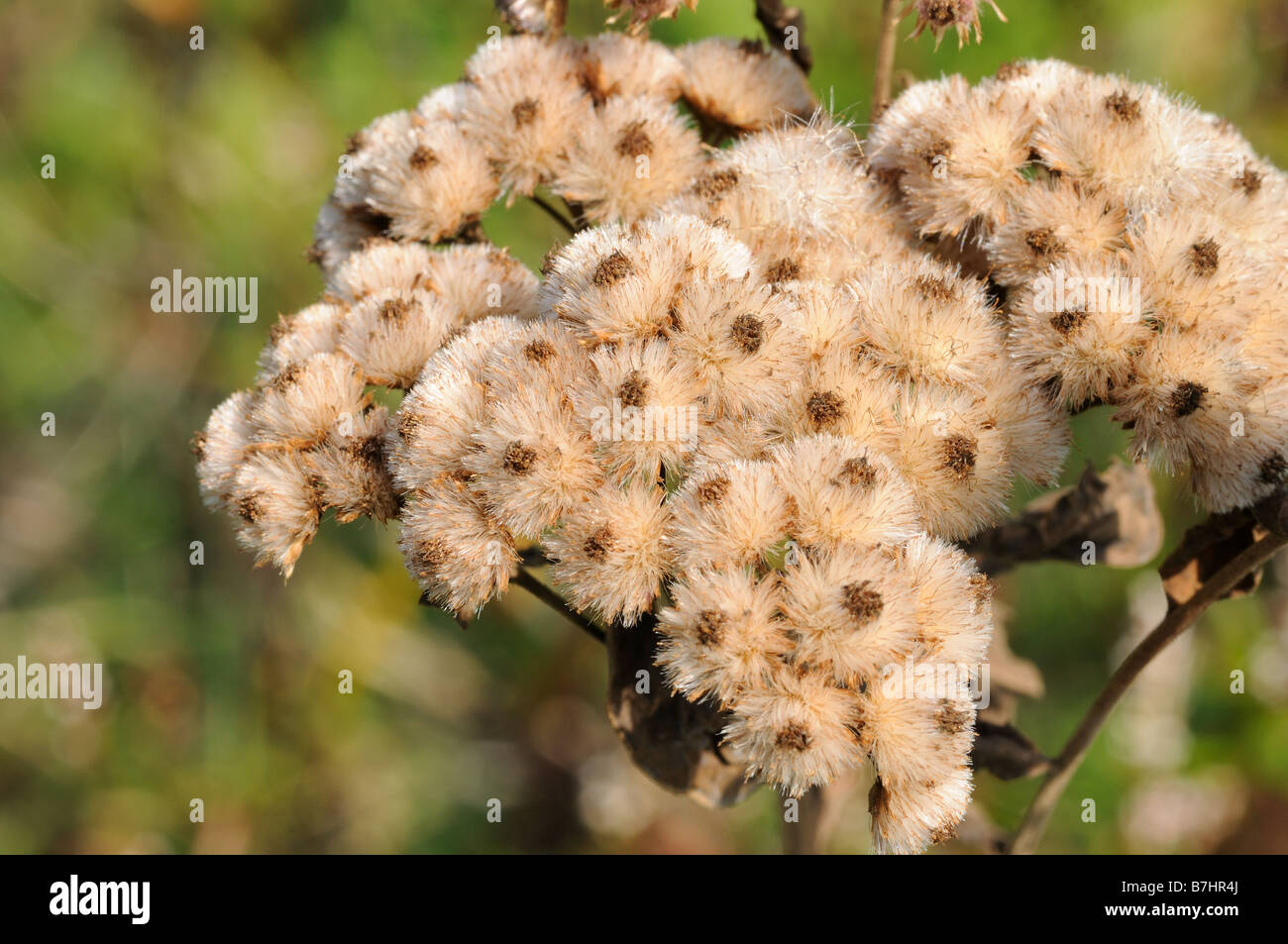 Marsh Fleabane après un bloom Banque D'Images