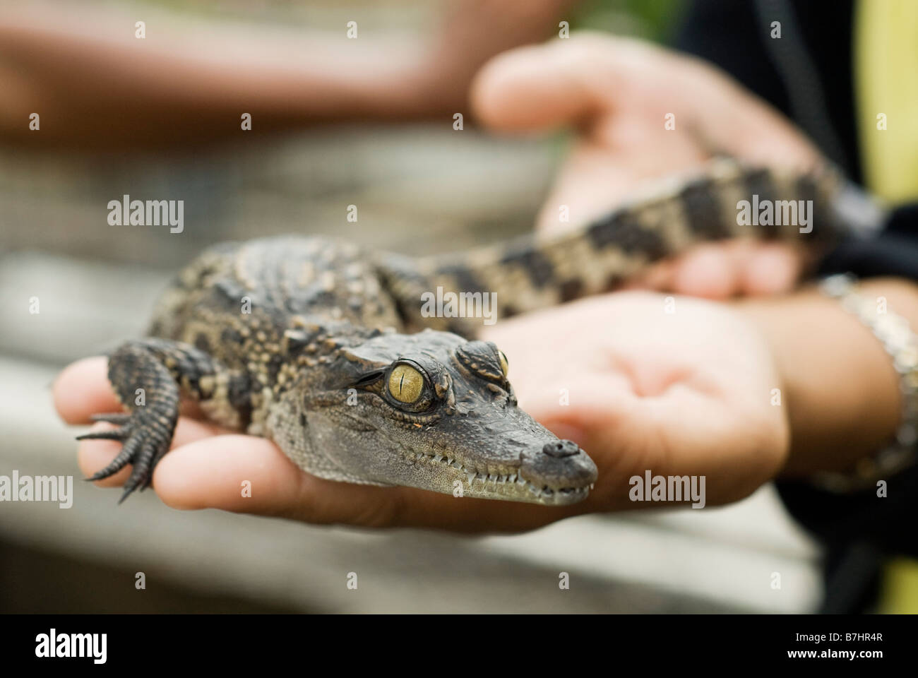 Crocodile bébé qui se tient à la ferme aux crocodiles de Samut Prakan, Bangkok Bangkok. Banque D'Images