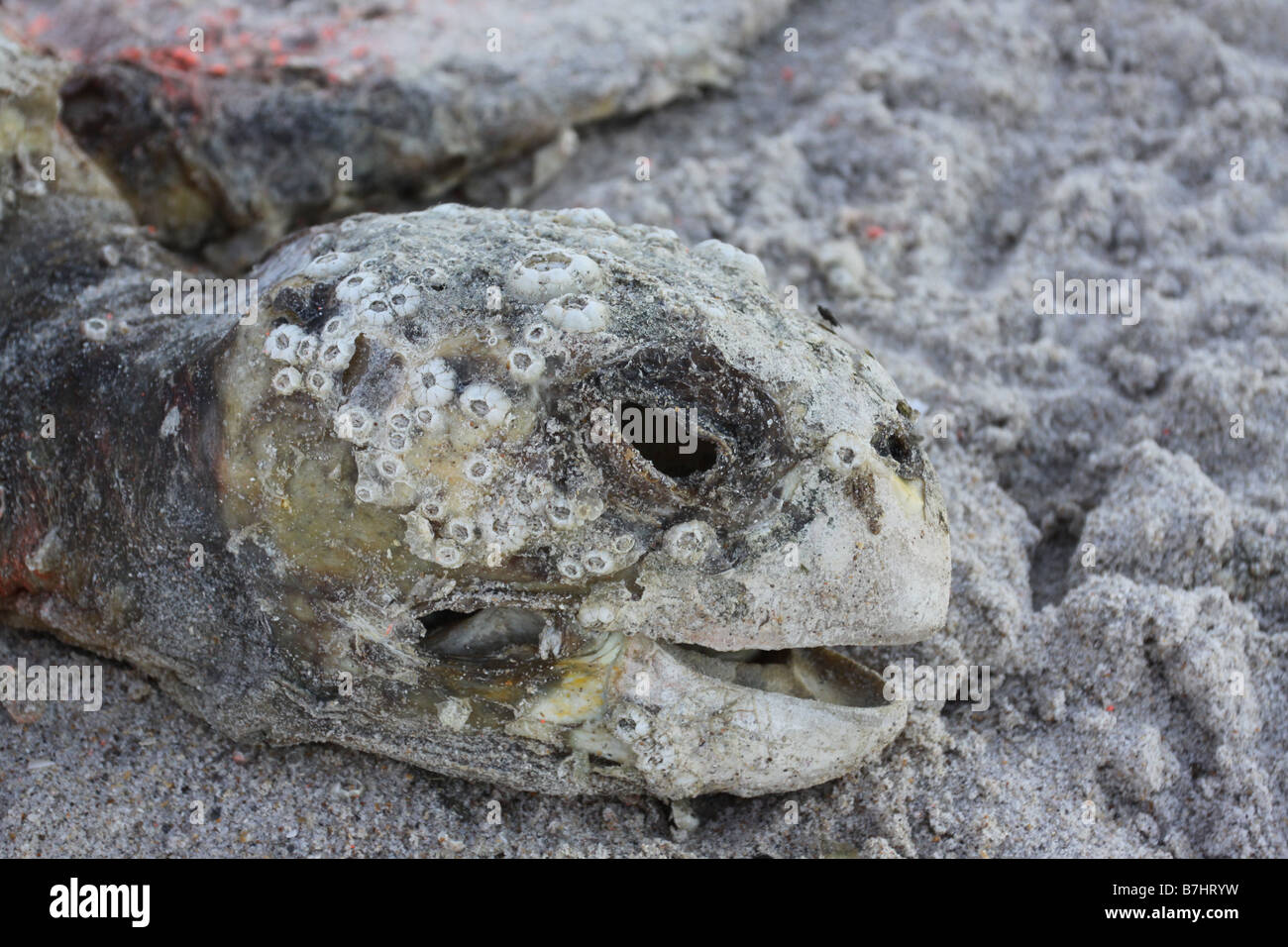 Canaveral National Seashore dead tortue luth Banque D'Images