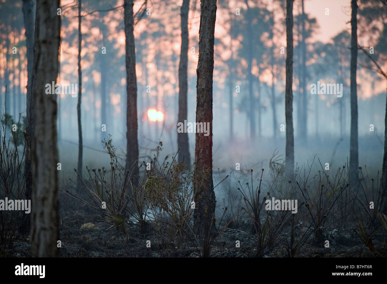 Dans la combustion contrôlée Big Cypress National Preserve dans les Everglades de Floride Banque D'Images