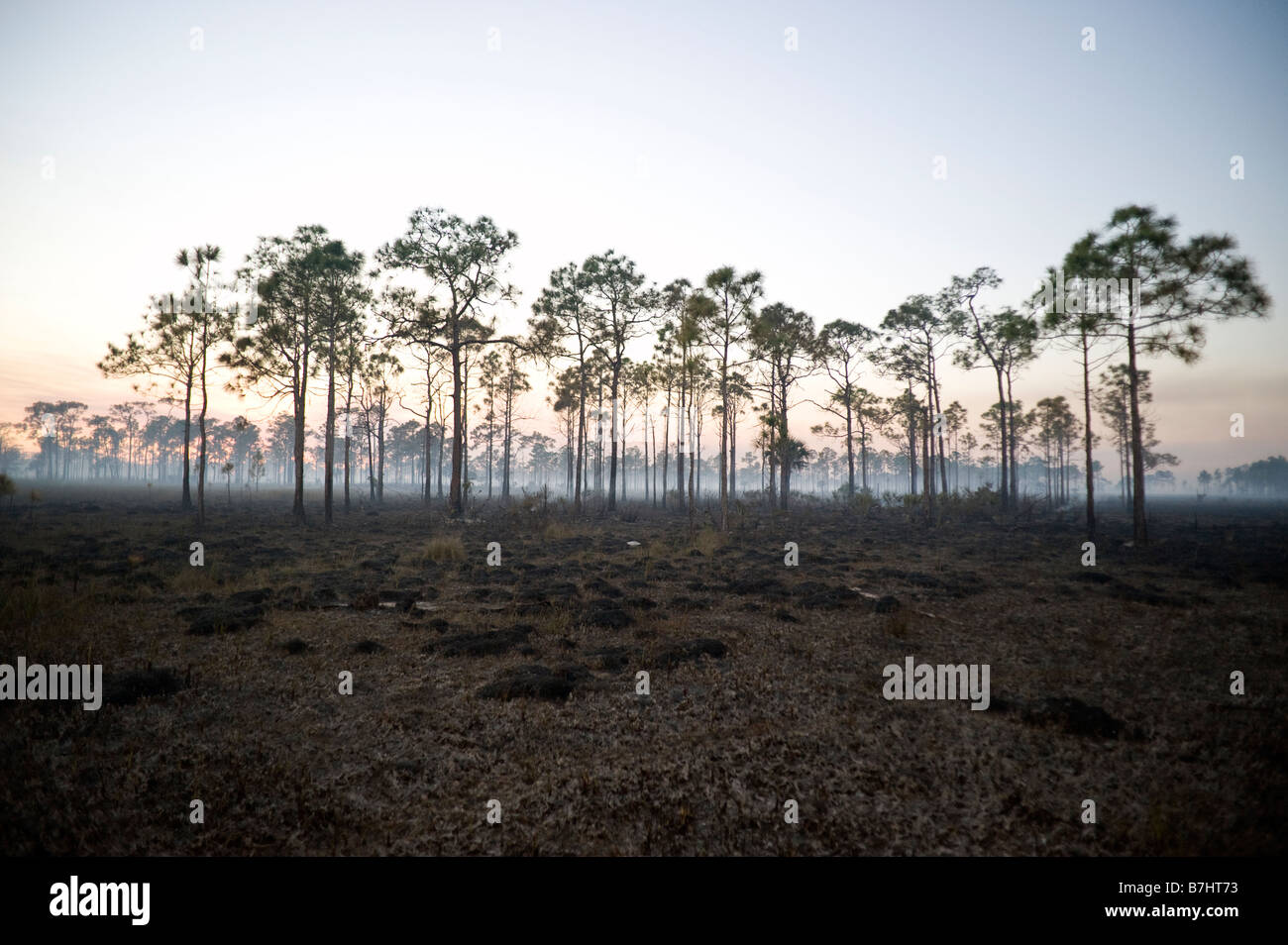 Dans la combustion contrôlée Big Cypress National Preserve dans les Everglades de Floride Banque D'Images Dans la combustion contrôlée Big Cypress National Preserve dans les Everglades de Floride Banque D'Images