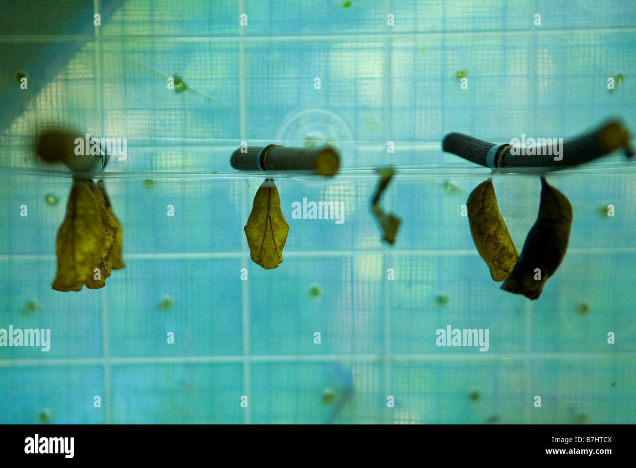 Close up des feuilles avec des oeufs à un géant ferme d'élevage de papillons sur Isla Bastimentos, Bocas del Toro, PANAMA Banque D'Images