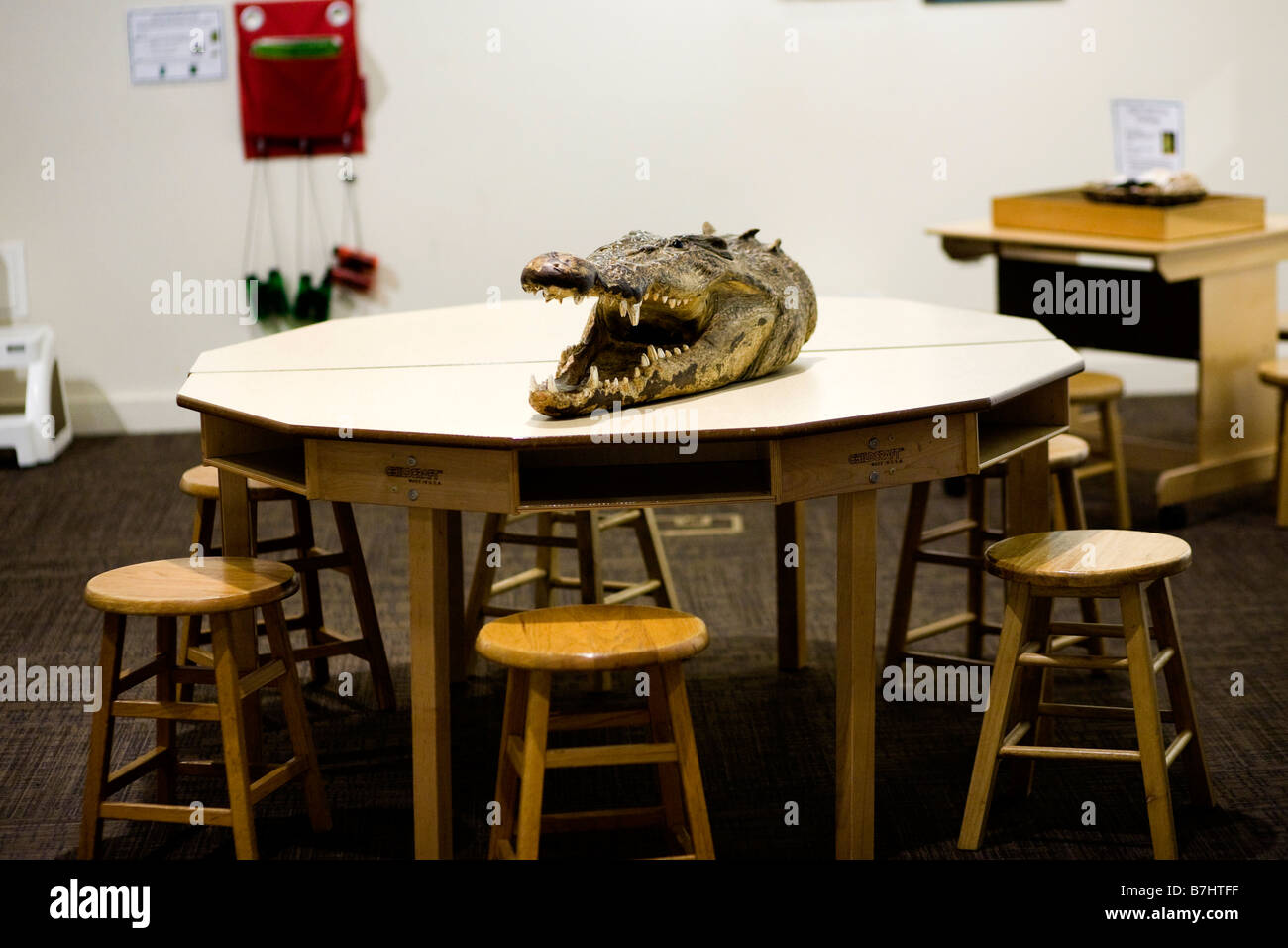 Classe de biologie table avec tête d'alligator sur table - USA Banque D'Images