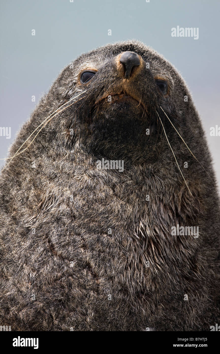 Portrait de l'homme adulte curieux fur seal sur South Georgia island Fortuna Bay vue face à l'avant le contact avec les yeux drôle expression stoïque Banque D'Images