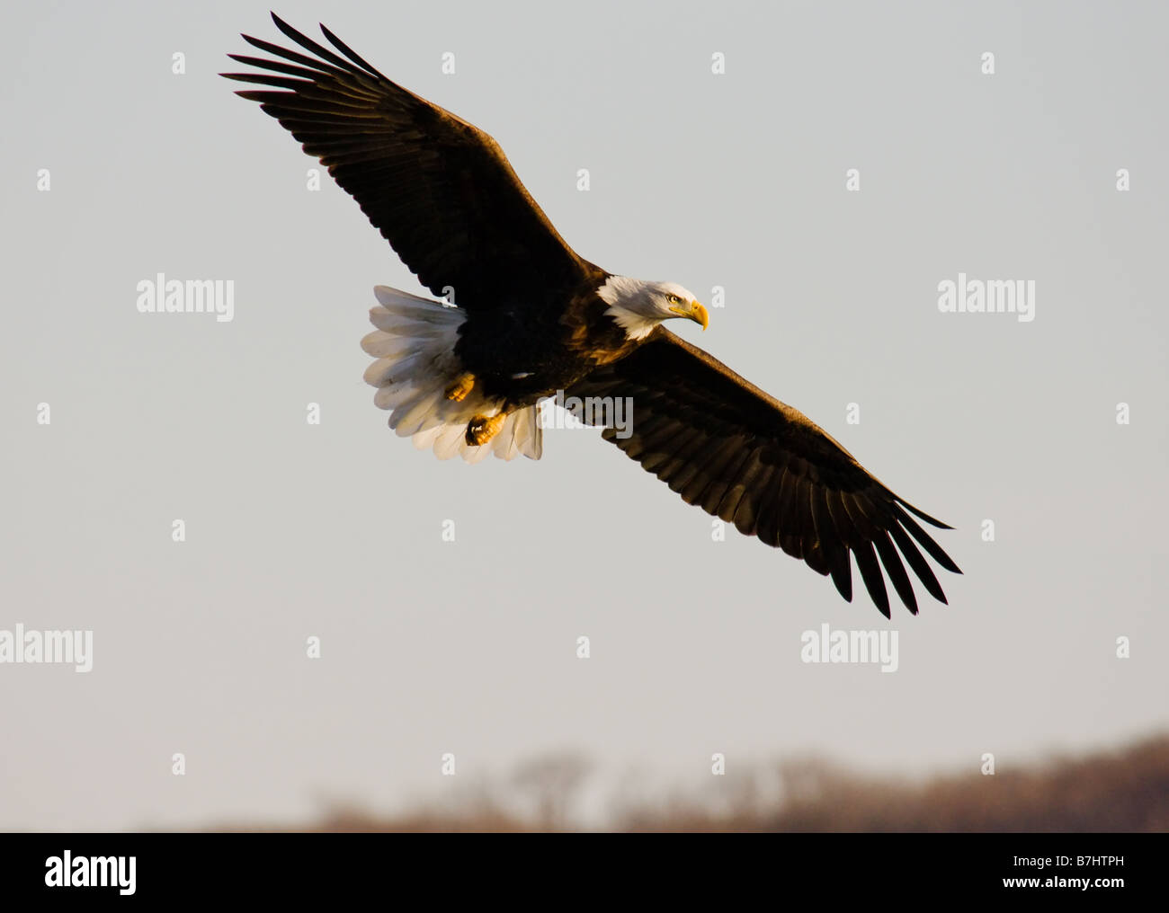 American Bald Eagle en vol. Banque D'Images