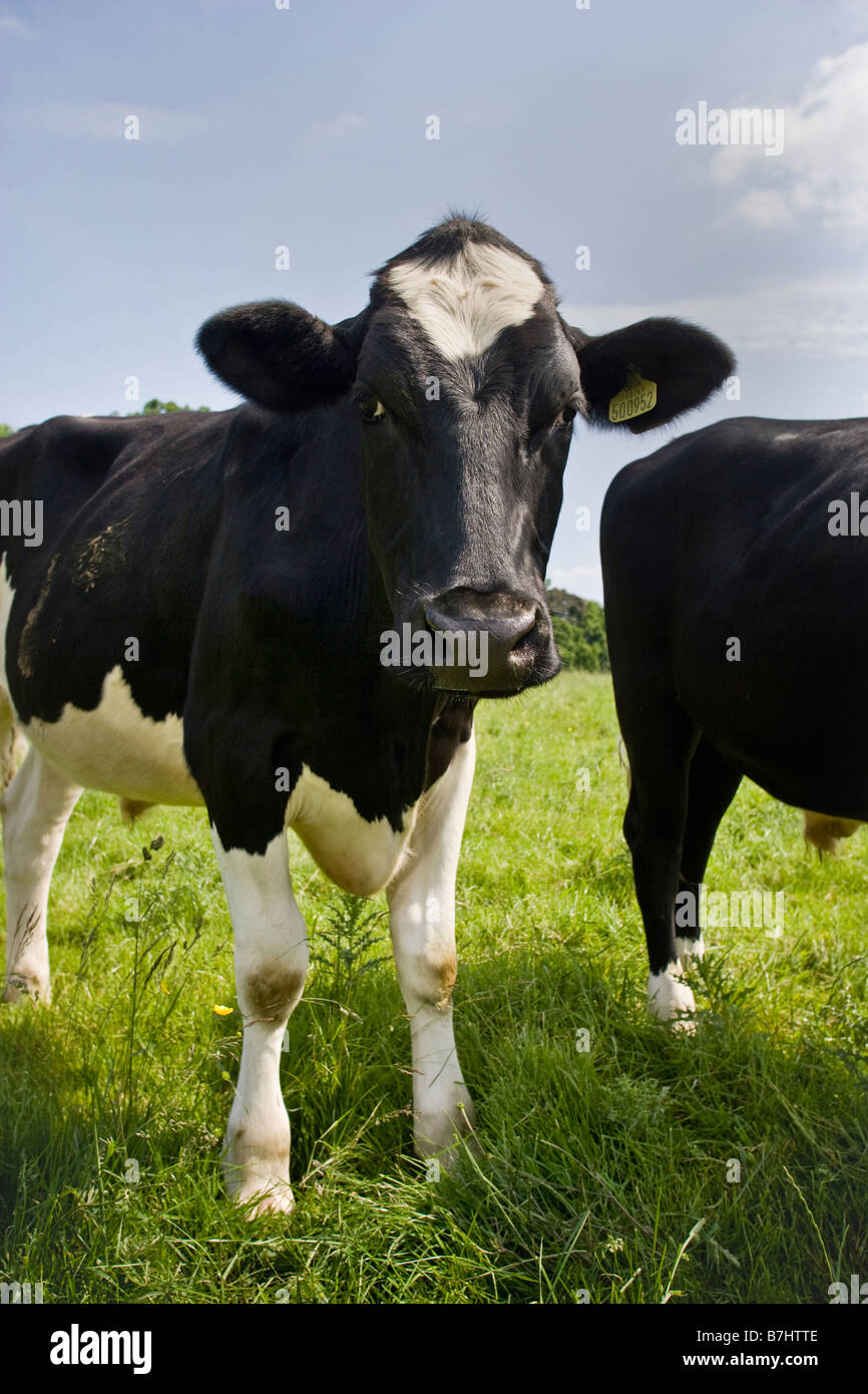 Troupeau de vaches dans le champ Westerham Kent England UK Banque D'Images