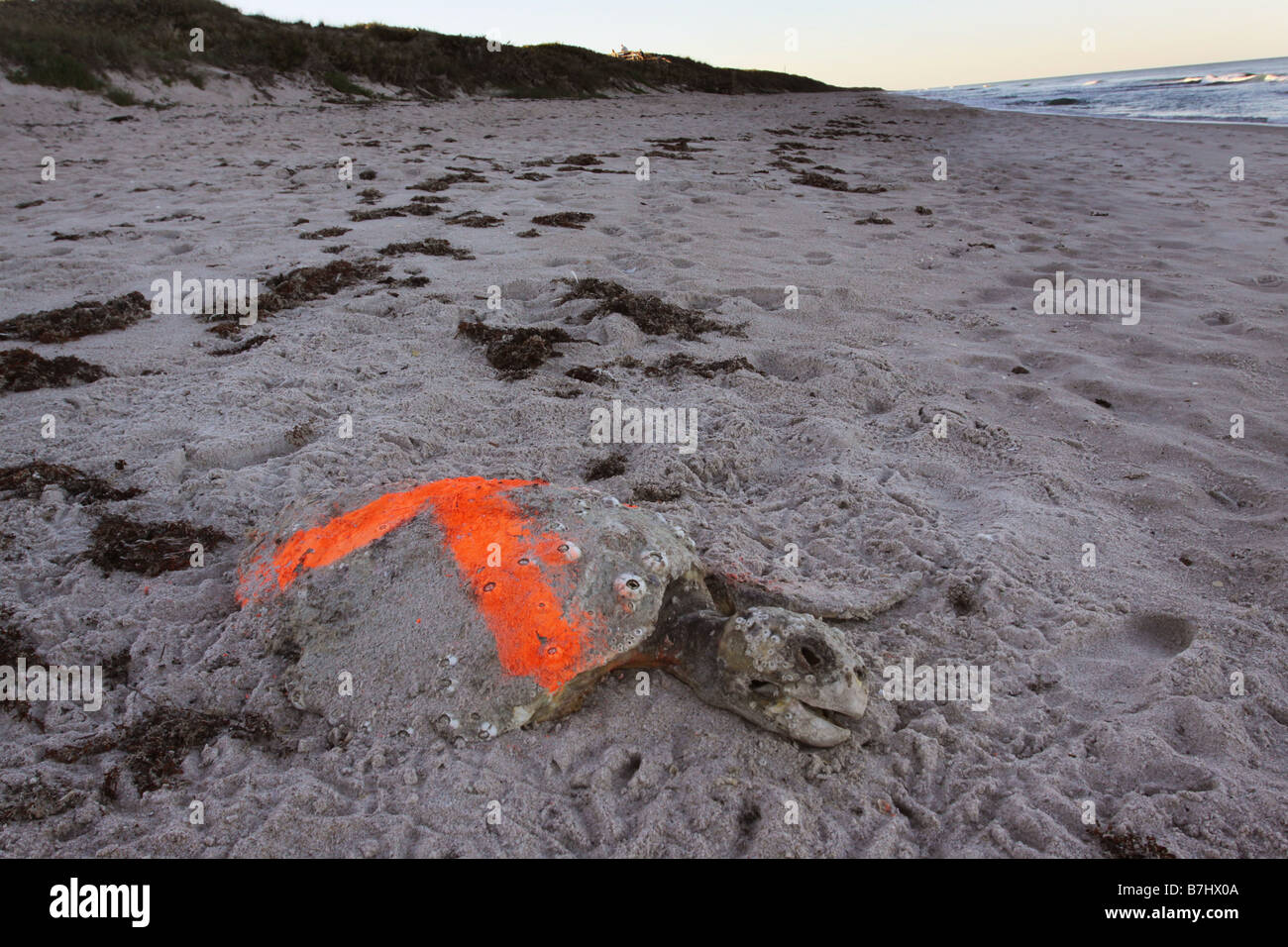 Canaveral National Seashore dead tortue luth Banque D'Images