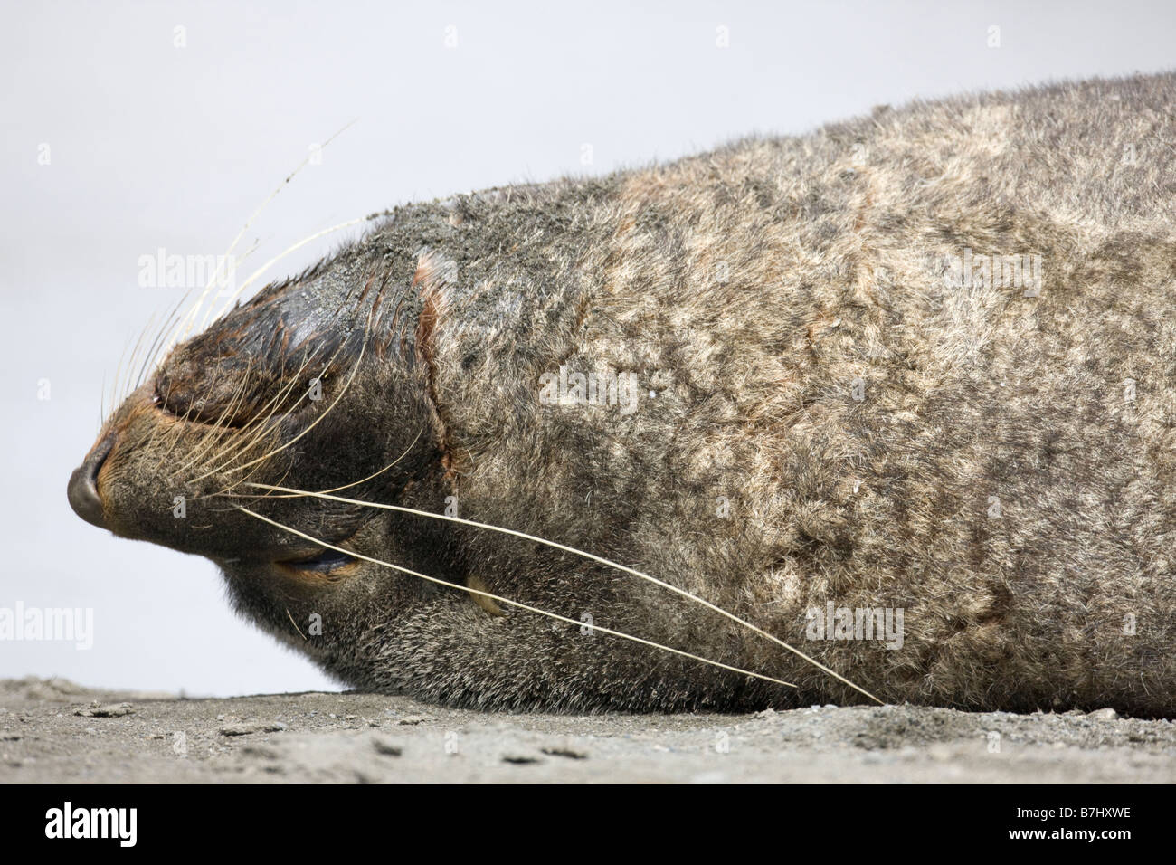 Close up humoristique pose d'un cadre paisible à fourrure de l'Antarctique adultes dormir allongé à l'envers sur la plage sur le dos les yeux clos évanoui Banque D'Images