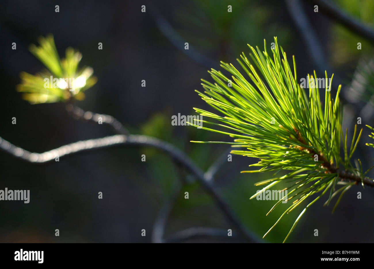 Le pin tordu (Pinus contorta var. latfolia) aiguilles brillants dans la lumière du soleil, Kludahk Trail, C.-B. Banque D'Images