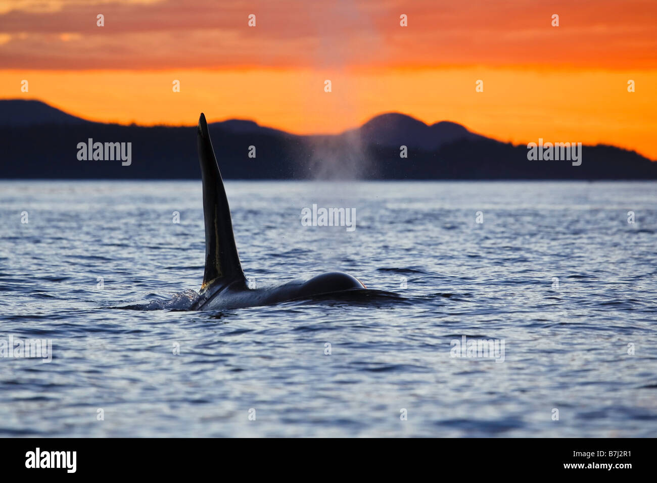 L'épaulard mâle au large du nord de l'île de Vancouver, Colombie-Britannique, Canada, les orques au coucher du soleil Banque D'Images
