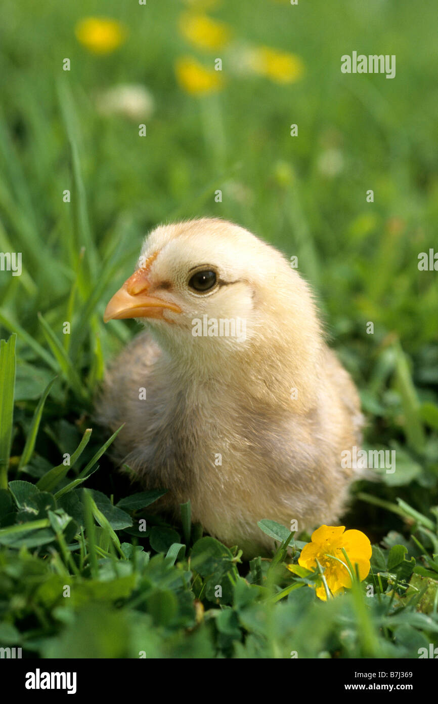 Poulet domestique (Gallus gallus domesticus) race : Araucana ou Araucans, chick Banque D'Images