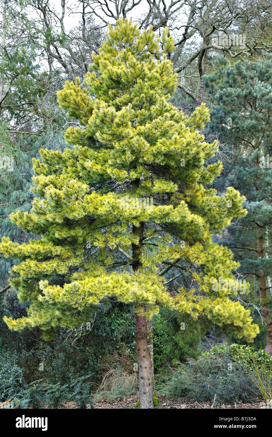 PINUS SYLVESTRIS Pin sylvestre GOLDEN AUREA À RHS ROSEMOOR DEVON Banque D'Images
