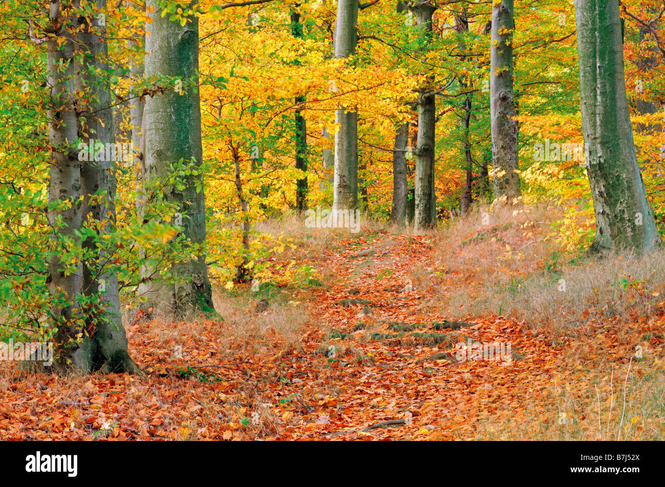 L'automne dans la forêt de Katzenbuckel dans le sud région allemande Odenwald Banque D'Images