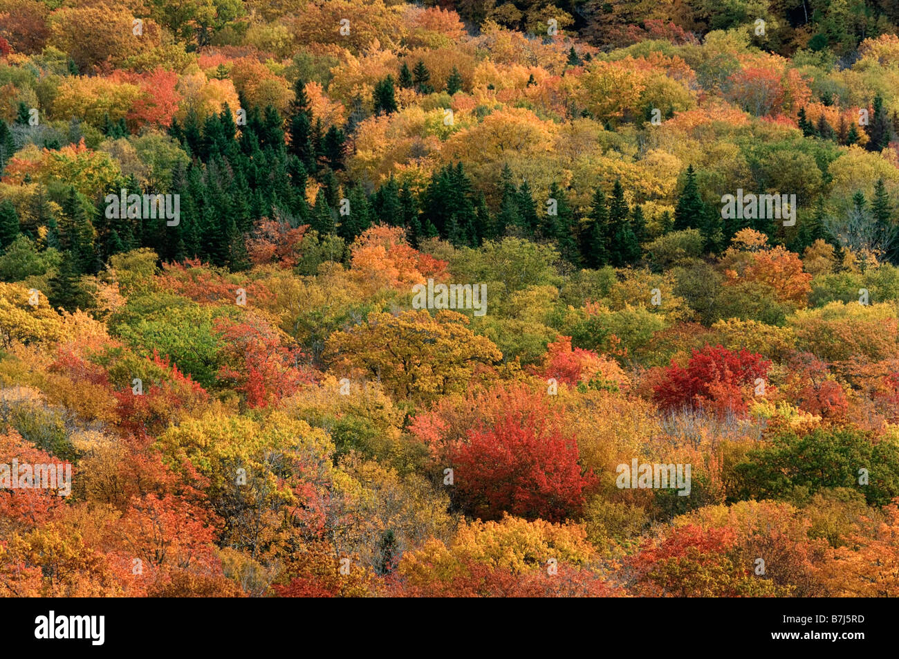 La couleur en automne. Cape Breton Highlands National Park. Banque D'Images