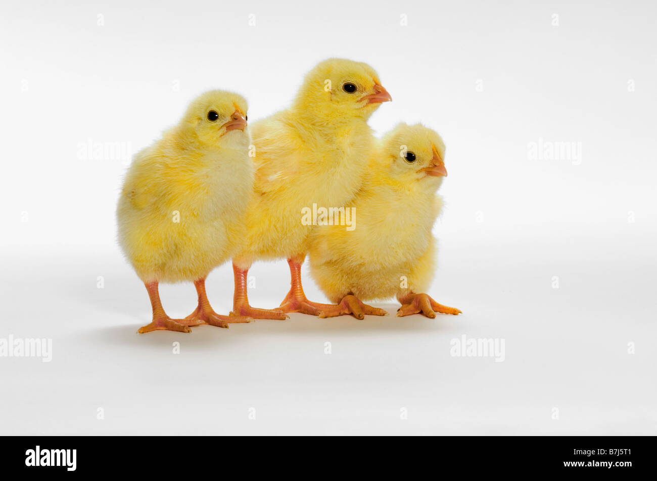 Les poussins jaunes. Les poulets de bébé. Banque D'Images