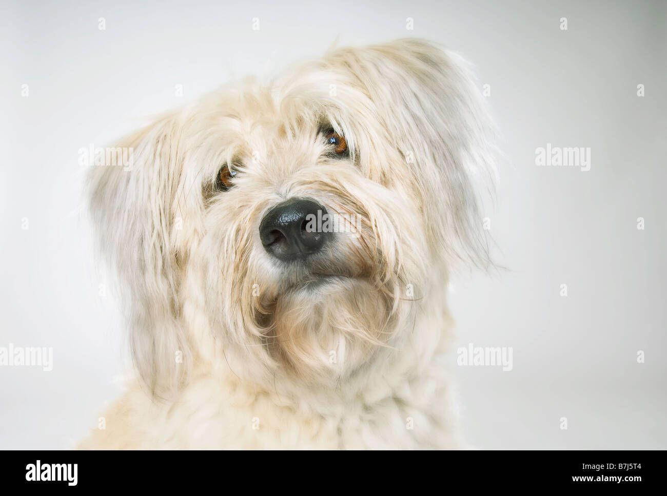 Les yeux de chien couverts par la fourrure. Banque D'Images