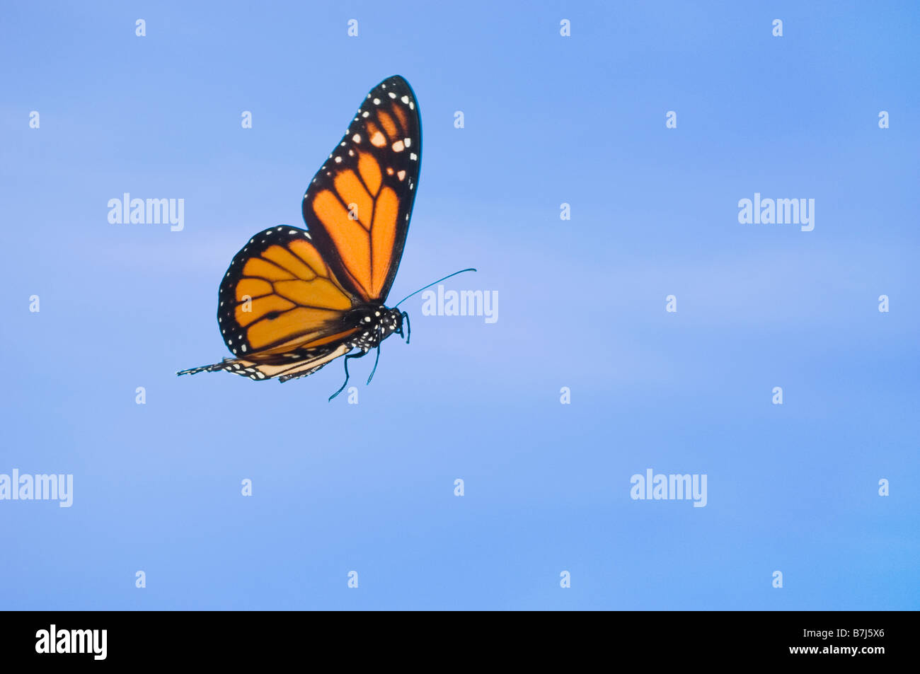 En vol du papillon monarque. Banque D'Images