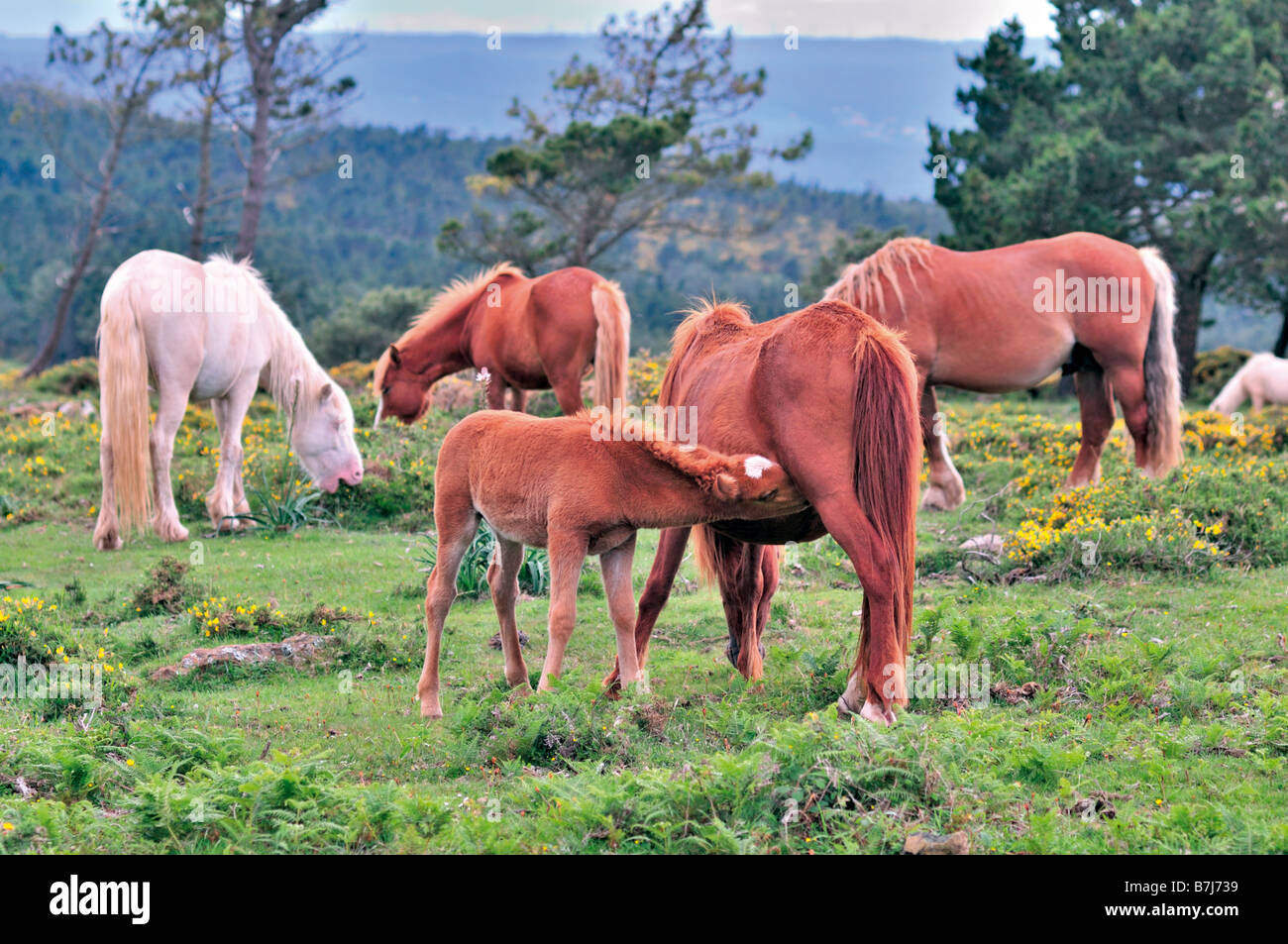 Les chevaux sauvages dans la Serra da Capelada, Galice, Espagne Banque D'Images