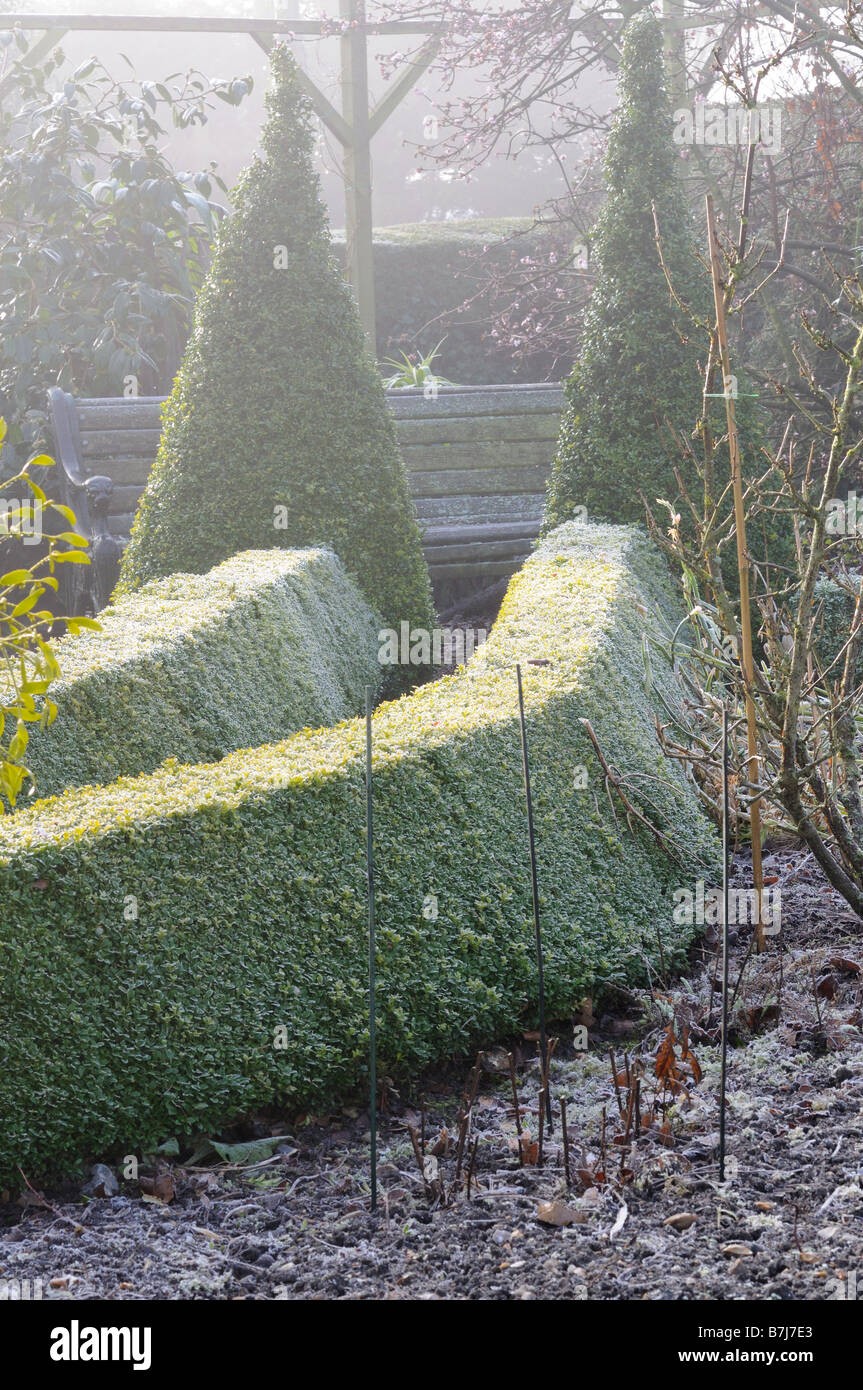 Fort de haies et topiaires coniques menant à un siège de jardin dans un jardin sur un matin glacial de janvier Banque D'Images