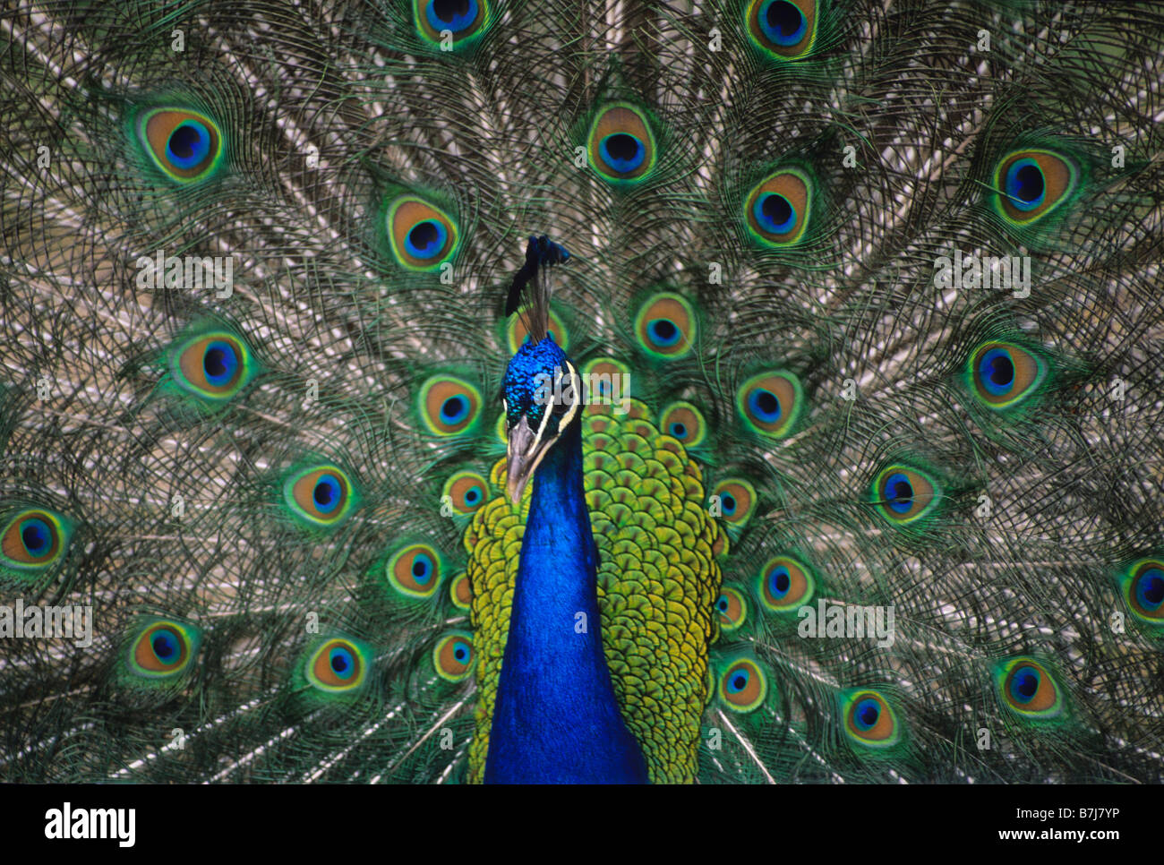 Peacock à ouvrir des plumes, Victoria, BC Canada Banque D'Images