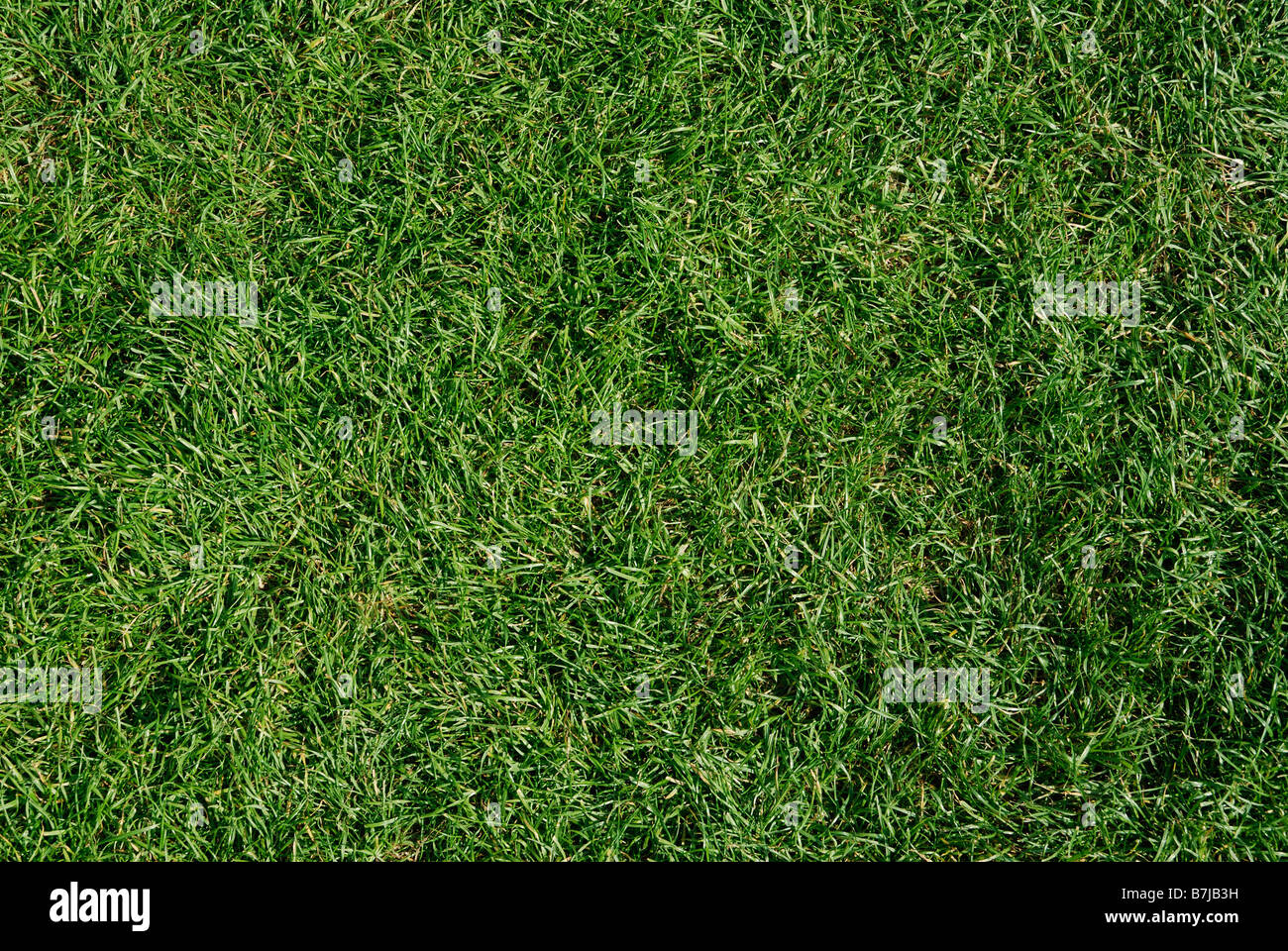 Close up de l'herbe verte fraîchement coupée fond de pelouse Banque D'Images
