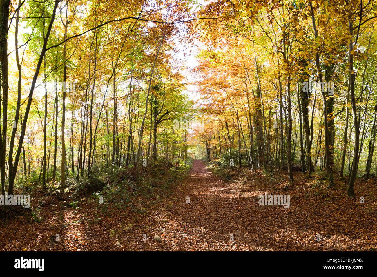 Un bois de hêtre Cotswold en automne - Frith Wood (réserve naturelle de Morley Penistan) à Bulls Cross, Gloucestershire UK Banque D'Images