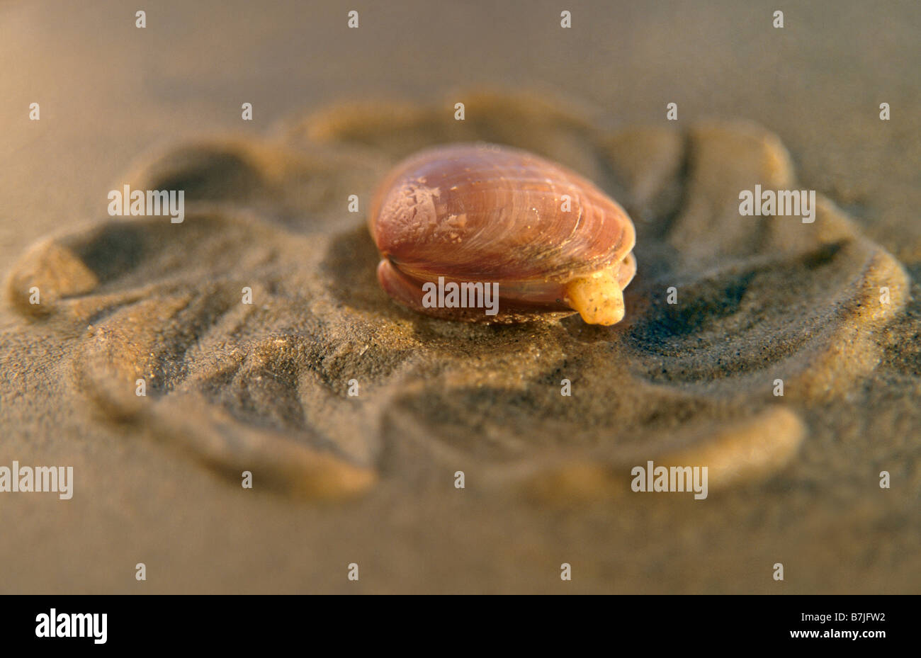 Scrobicularia plana; couche de sable, Sefton Coast, Angleterre Banque D'Images