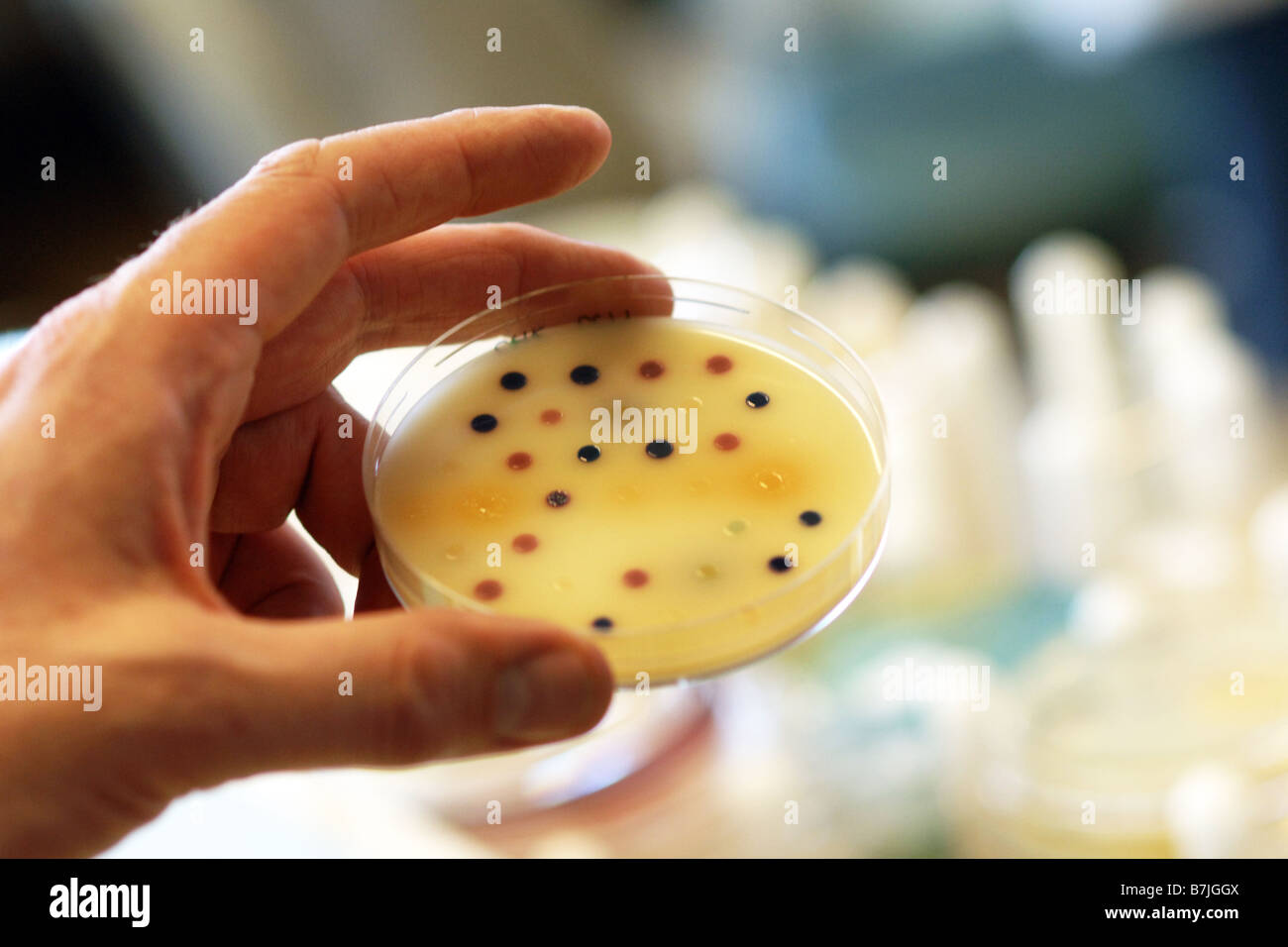Un speciman plat avec e-coli bactéries dans un hôpital labatory Banque D'Images