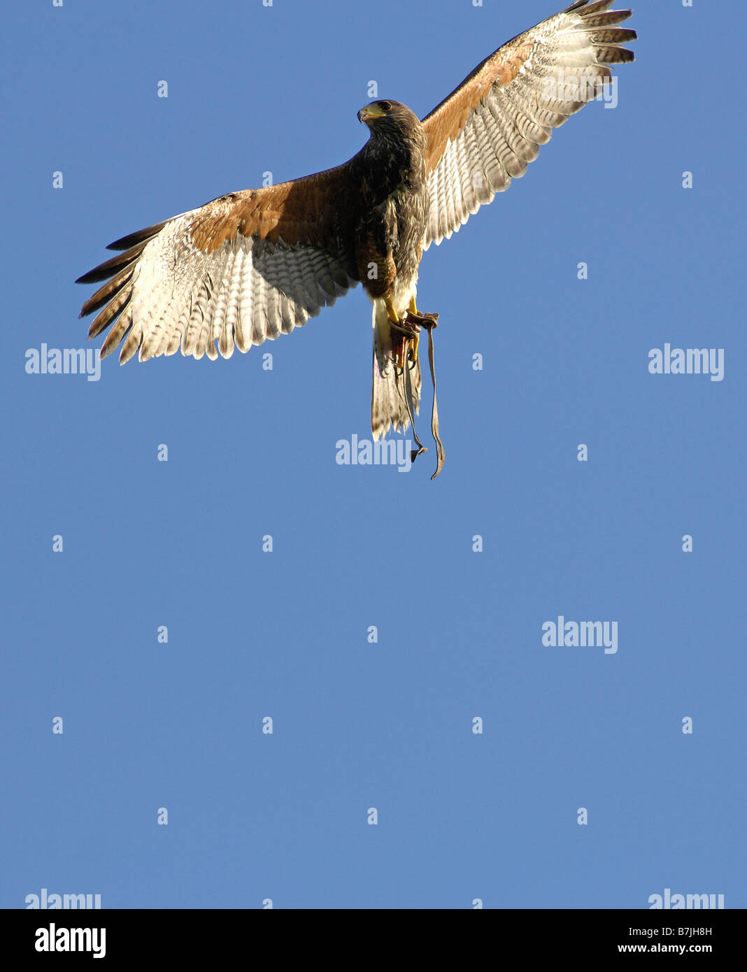 Oiseau de proie Banque D'Images