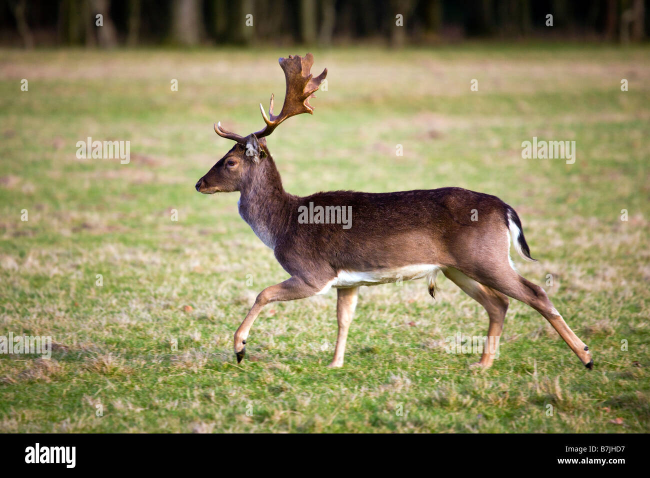 Le daim, Dama dama, stag à travers les 15 acres dans le Phoenix Park Dublin Banque D'Images