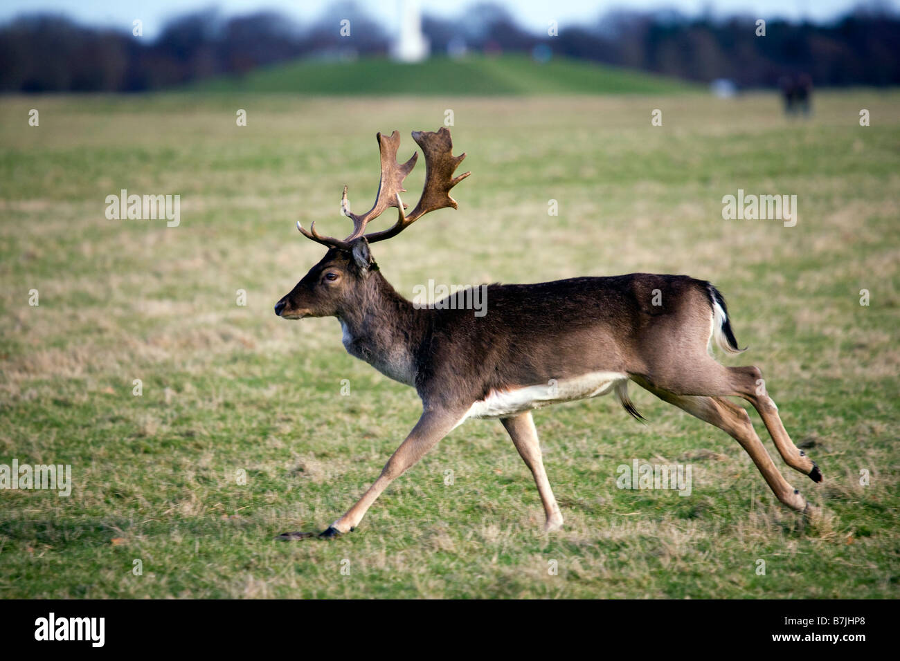 Le daim, Dama dama, stag à travers les 15 acres dans le Phoenix Park Dublin Banque D'Images