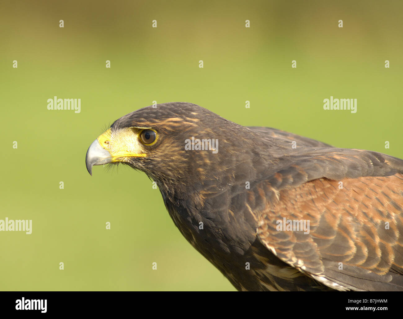 Oiseau de proie Banque D'Images