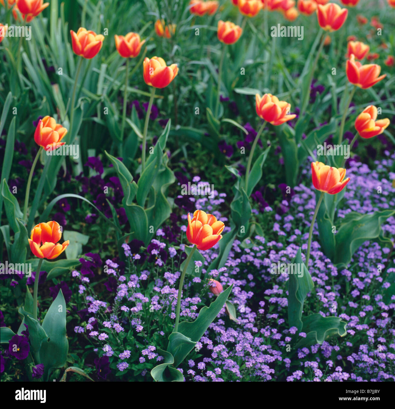 Tulipes orange dans forget-me-nots floraison à Giverny Banque D'Images