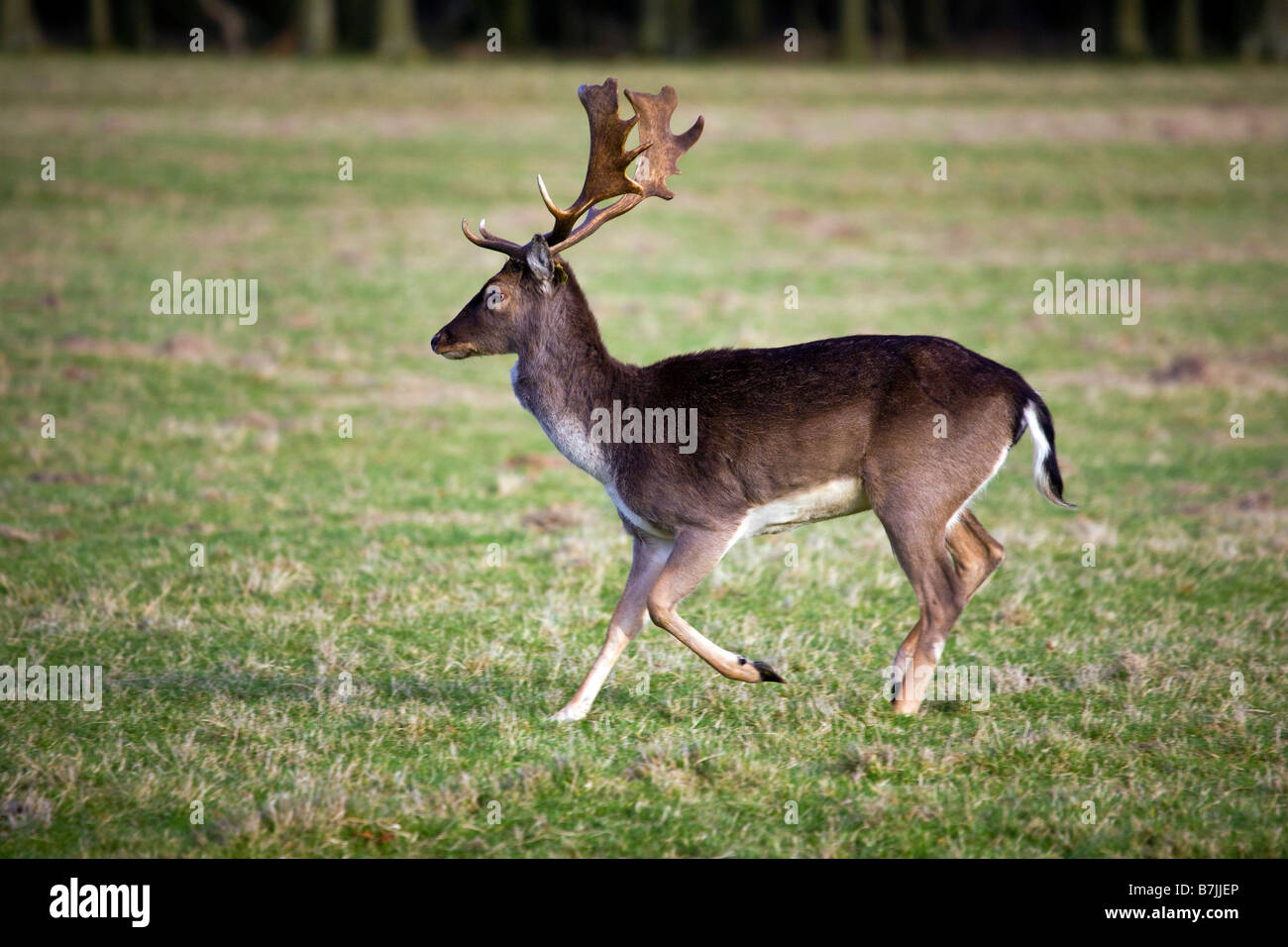 Le daim, Dama dama, stag à travers les 15 acres dans le Phoenix Park Dublin Banque D'Images
