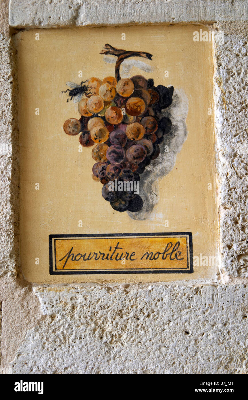 Carreau de mur montrant un tas de pourriture noble chateau d'Yquem sauternes bordeaux france Banque D'Images