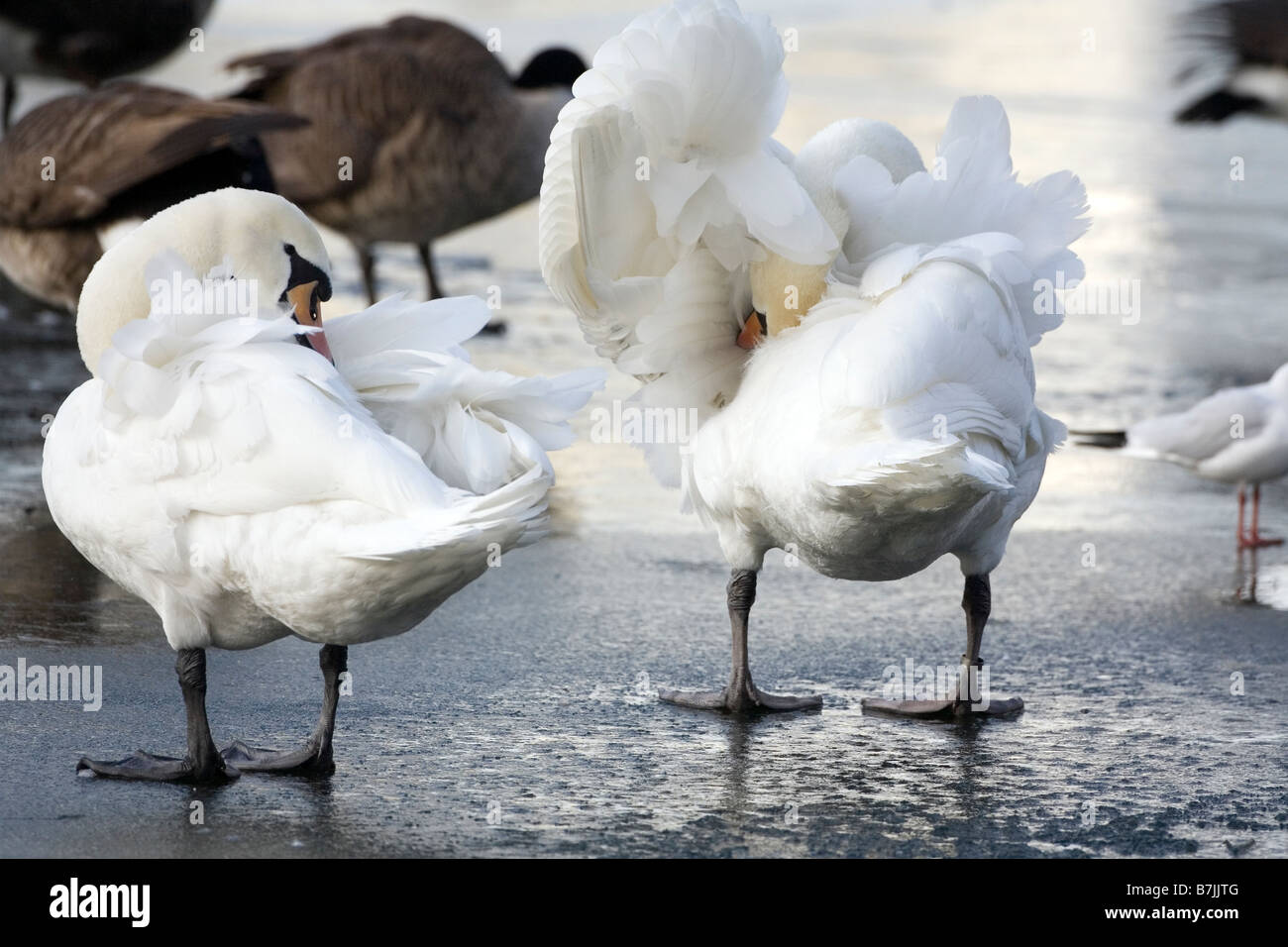 Deux cygnes blancs préparer leurs plumes sur un lac glacé à Londres, Royaume-Uni Banque D'Images