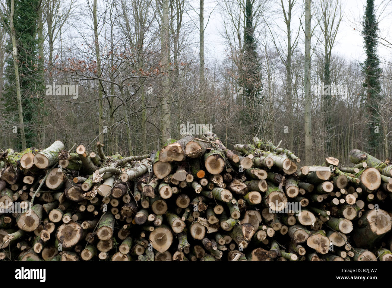 Un tas d'arbres récemment abattus dans le Worcestershire. En raison de la crise du crédit plus de gens utilisent des poêles à bois et de brûleurs Banque D'Images