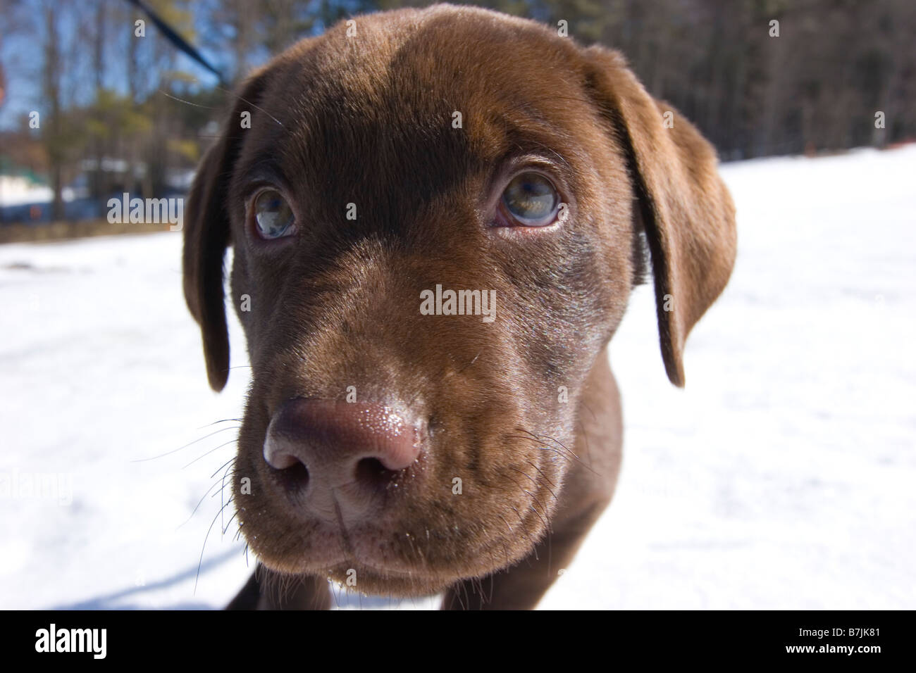 Mignon chiot labrador chocolat close up dans la neige Banque D'Images