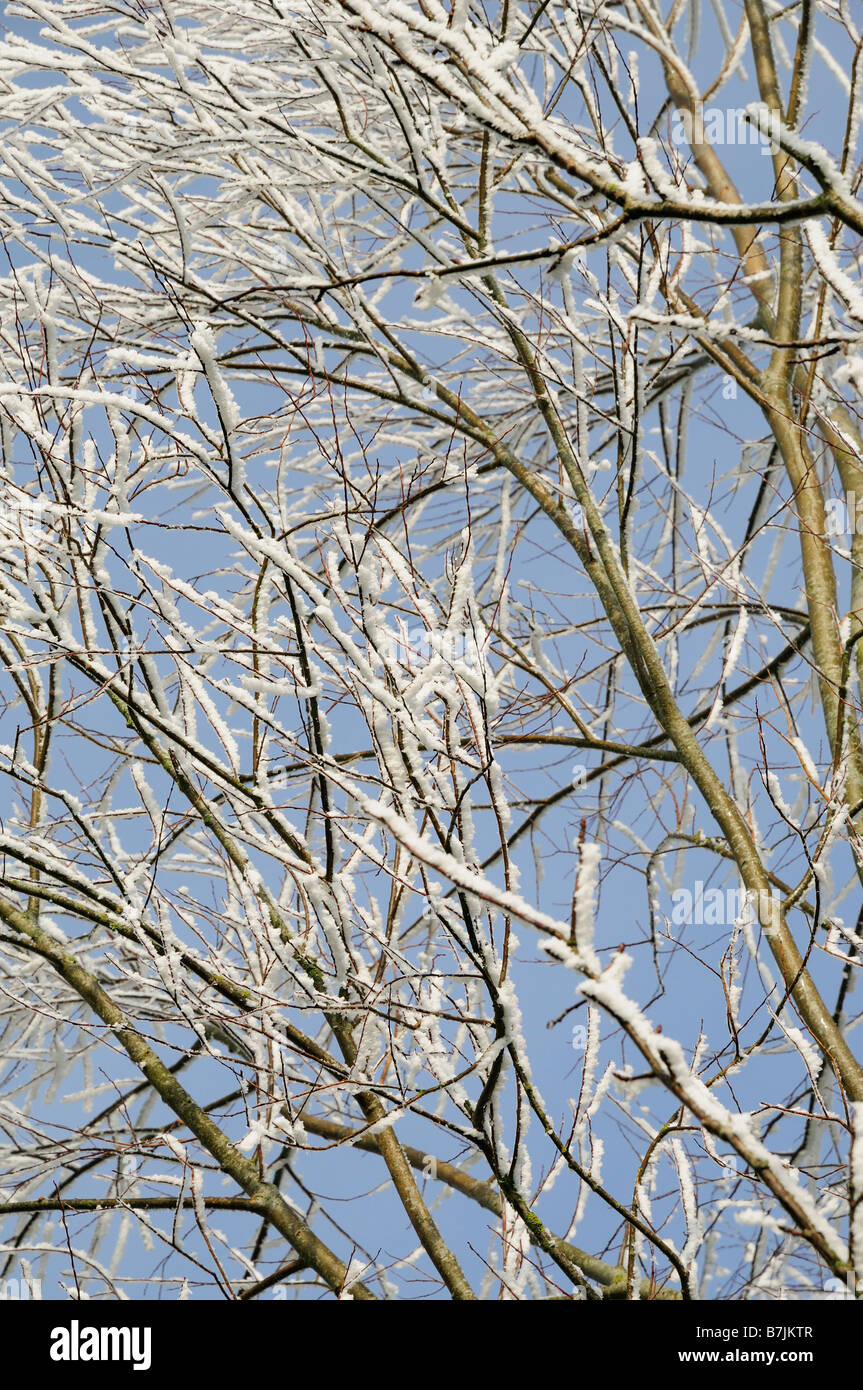 Givre sur les branches d'arbres Banque D'Images