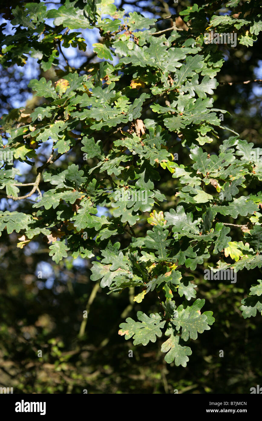 Feuilles de chêne pédonculé ou anglais, Quercus robur, Fagaceae Banque D'Images
