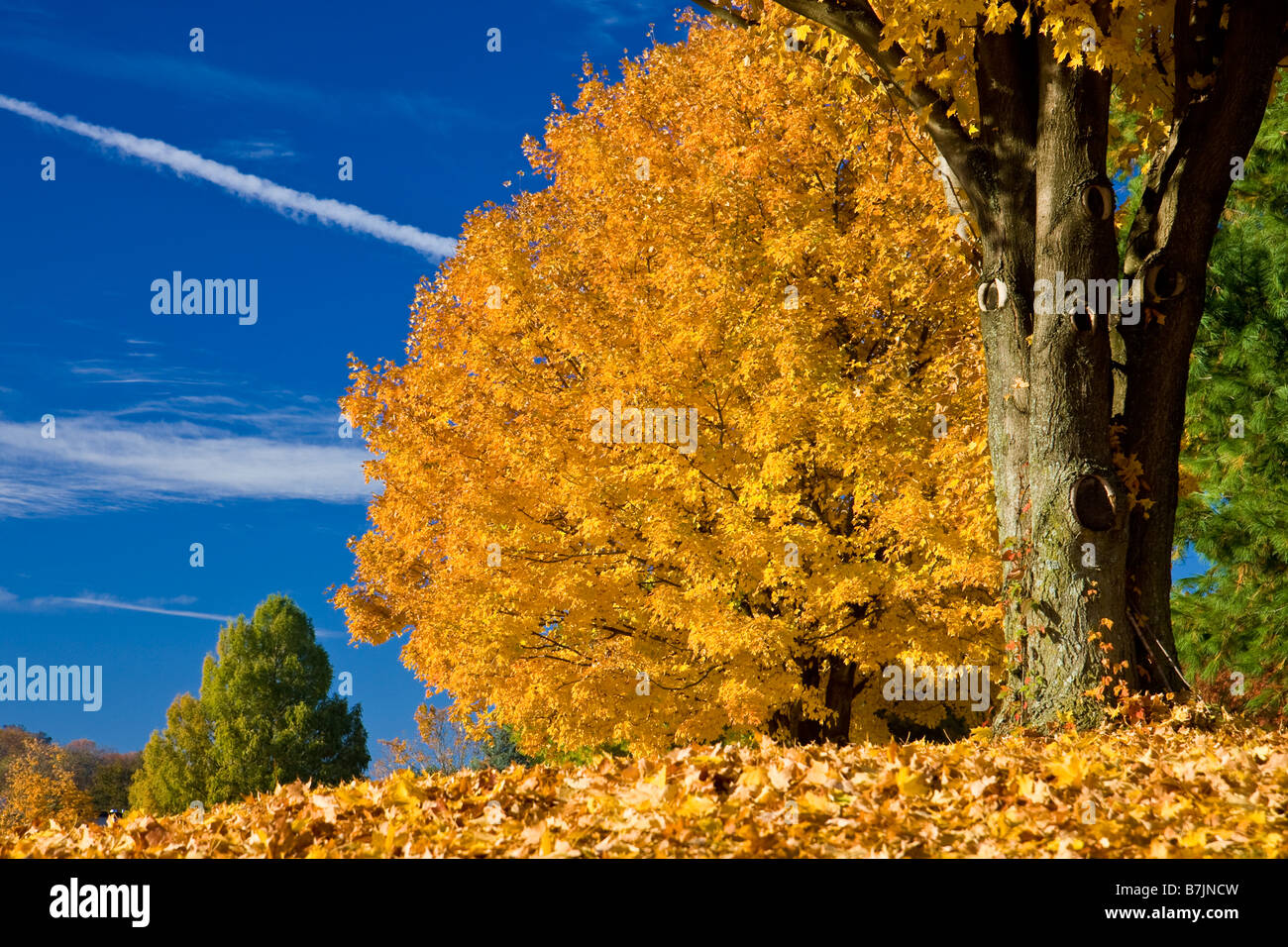 Les feuilles d'automne dans la région de Brentwood Tennessee USA Banque D'Images