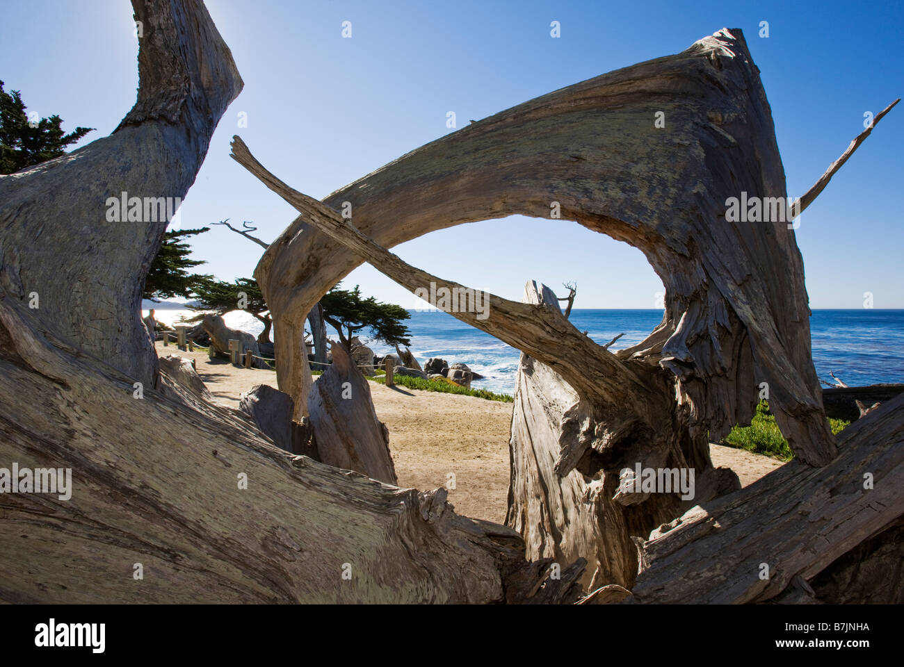 Morts et arbres noueux cyprès de la ligne de rivage à Pescadero Point, plage de galets, péninsule de Monterey, Californie, États-Unis. Banque D'Images
