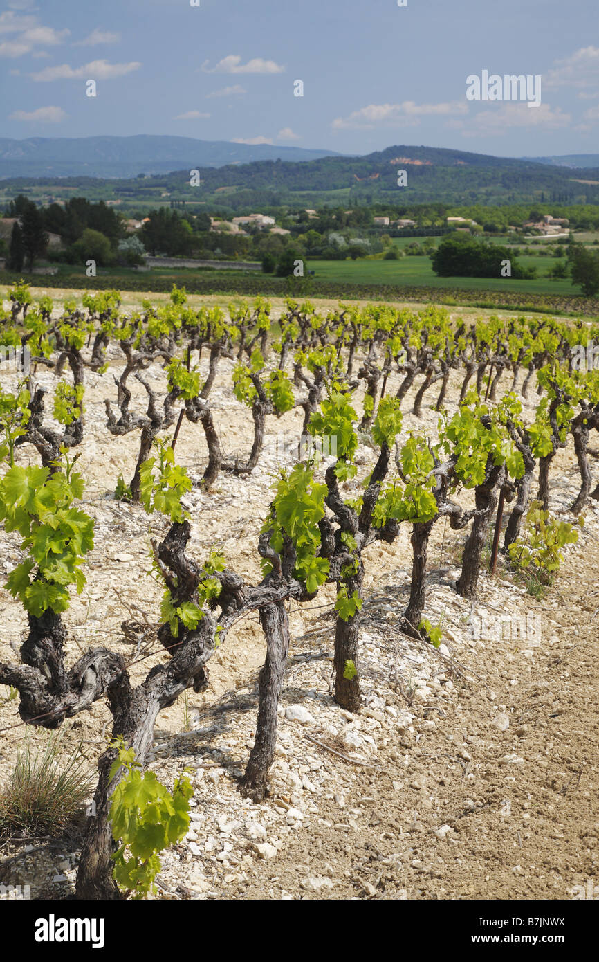 Vignobles français dans la région du Luberon, Provence, France Banque D'Images
